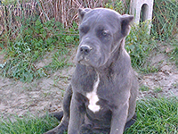 grey cane corso 
